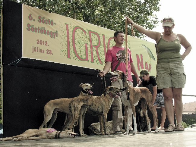 Agárbemutató-agárszépségek